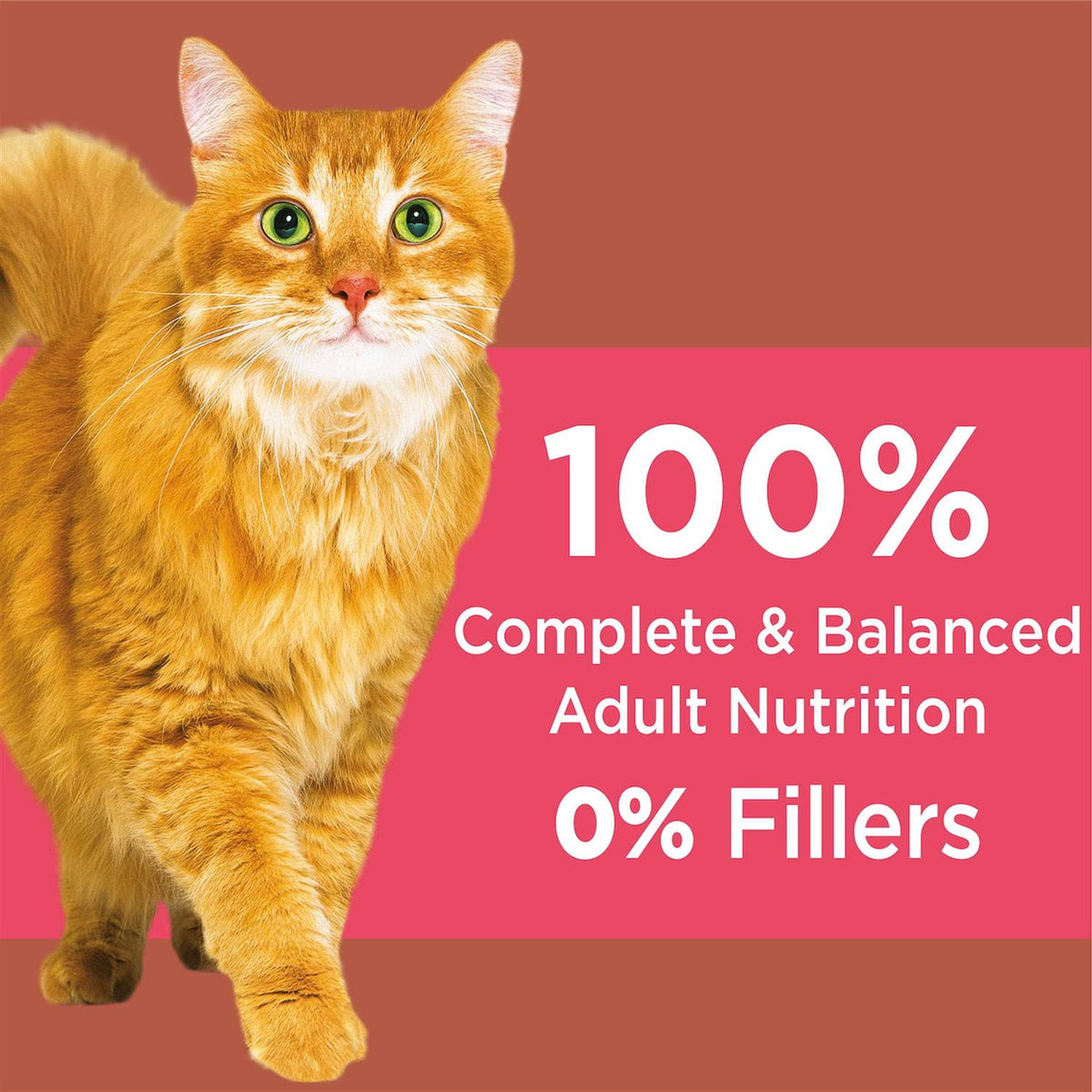 High Protein Chicken & Salmon Dry Cat Food Z786027