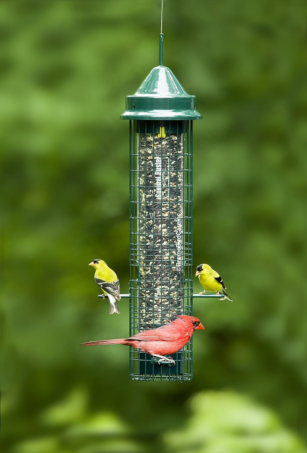Squirrel-proof Bird Feeder with 4 Feeding Ports, 2.4-pound Seed Capacity, Pack of 2 Z765