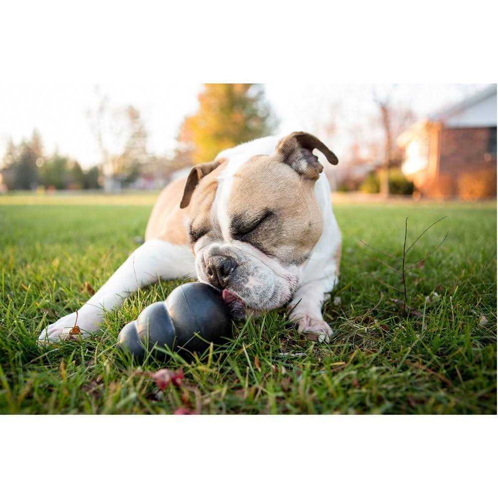 KONG Dog Toy V33546