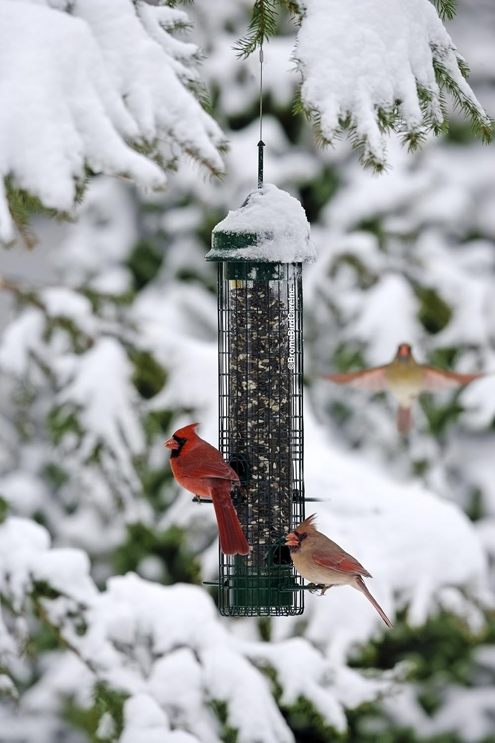 Squirrel-proof Bird Feeder with 4 Feeding Ports, 2.4-pound Seed Capacity, Pack of 2 Z765