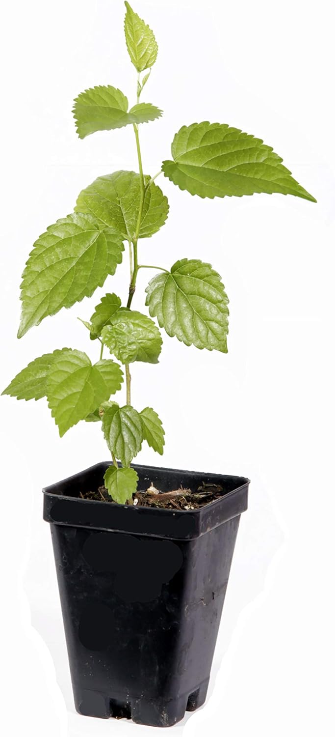 Black Mulberry Live Plant W8336