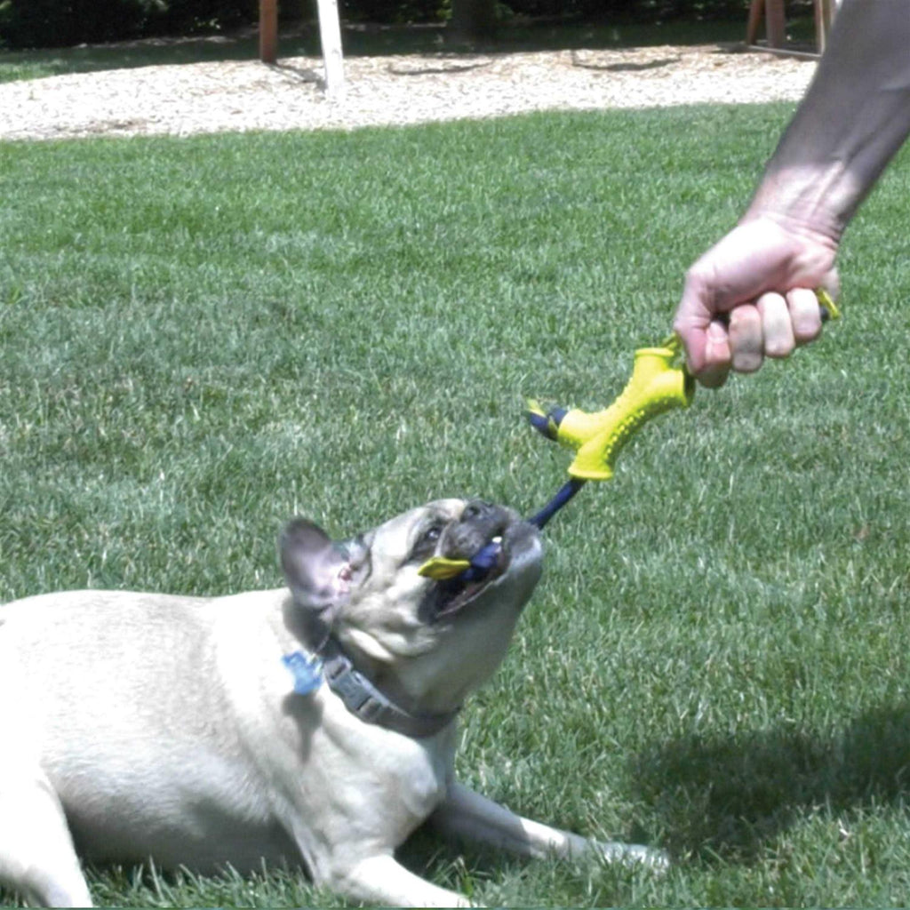Dog Toy Z721494