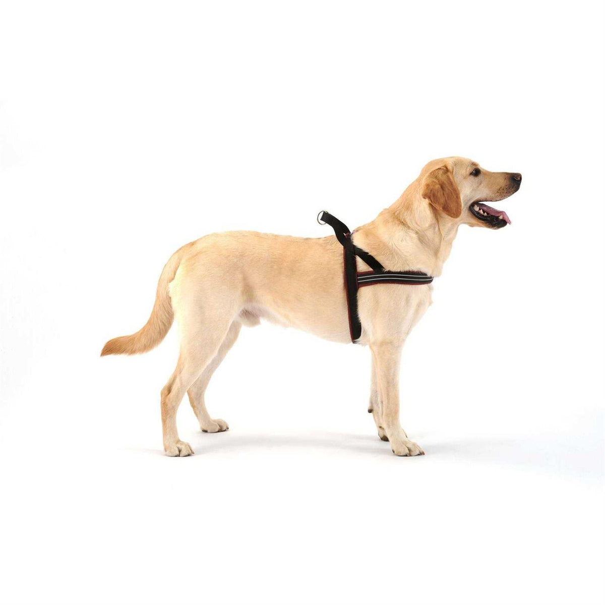 Sport Harness Y26746