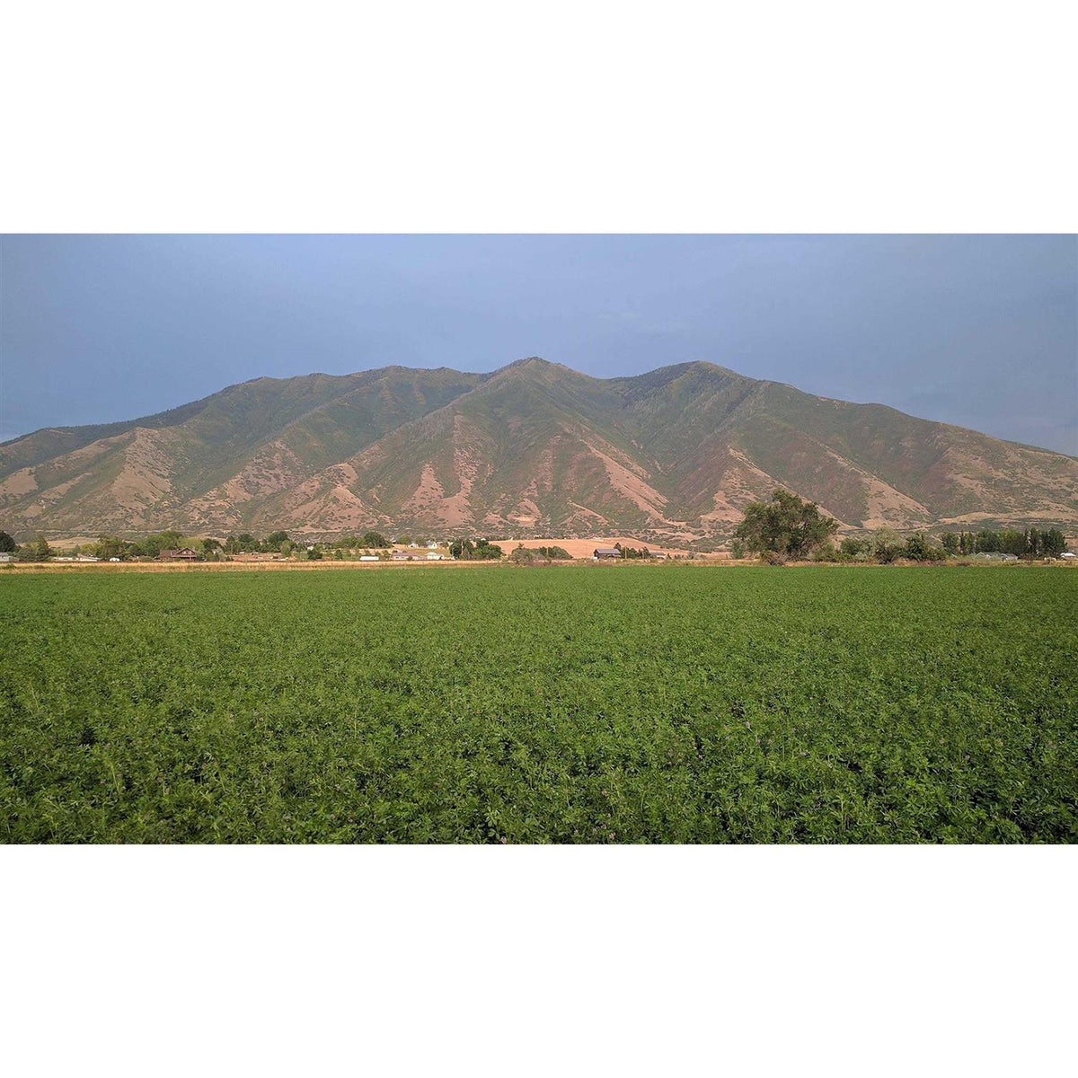 Alfalfa Hay for Rabbits & Small Pets A949