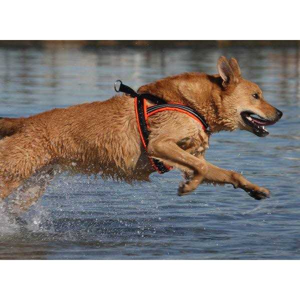 Sport Harness Y26746