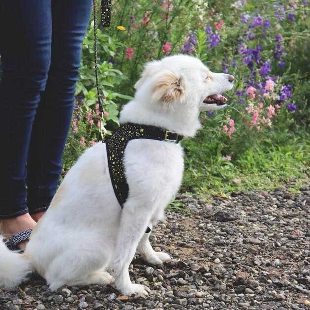 Adjustable Dog Harness J390430