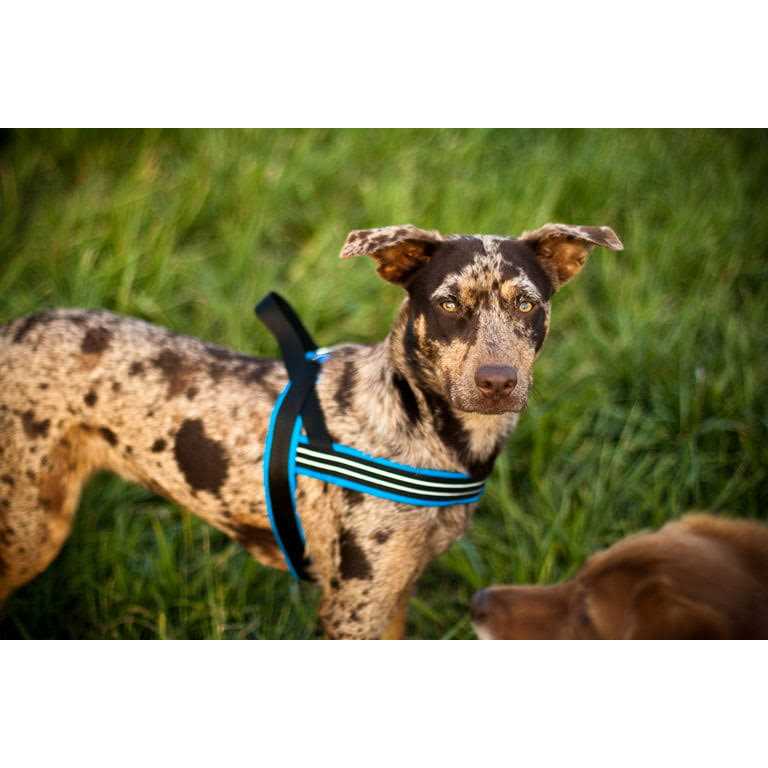 Sport Harness Y26746