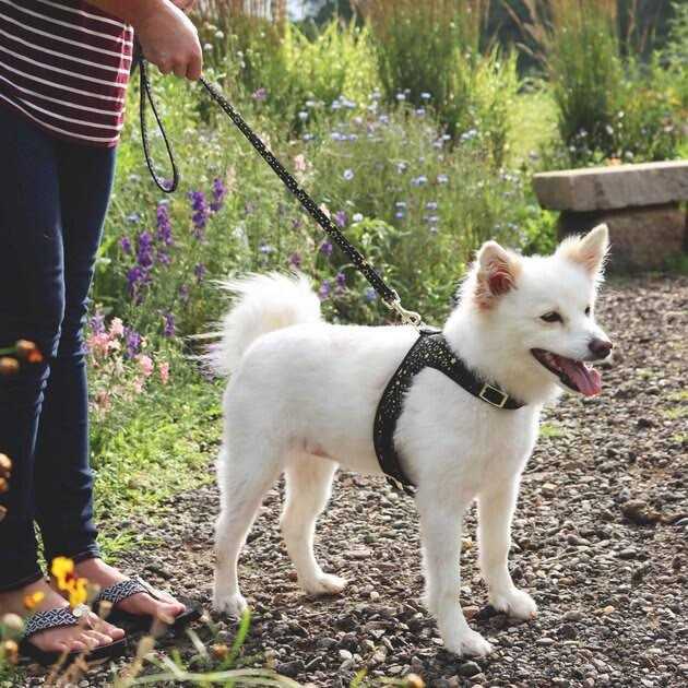 Adjustable Dog Harness J390430