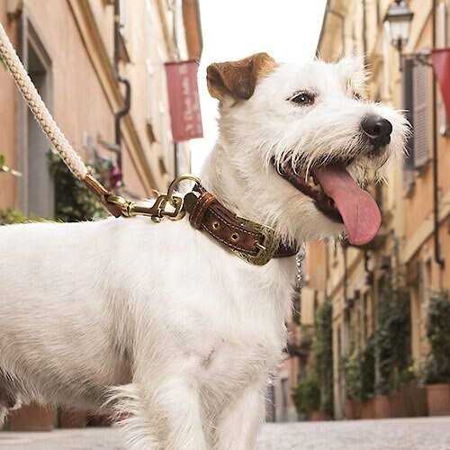 Genuine Embossed Italian Leather Dog Collar T868732