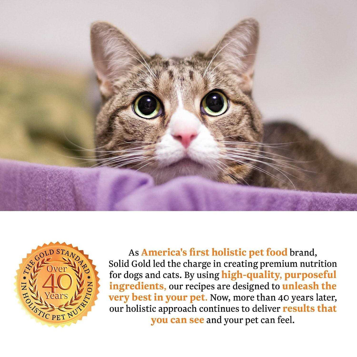 Dry Cat Food Y761