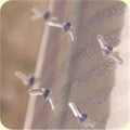 Clear Vinyl Carpet Runner C210768