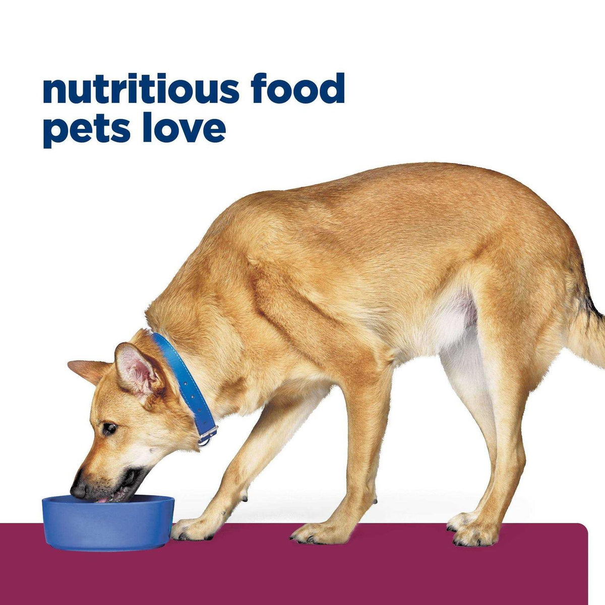 Canned Dog Food with Turkey N3167