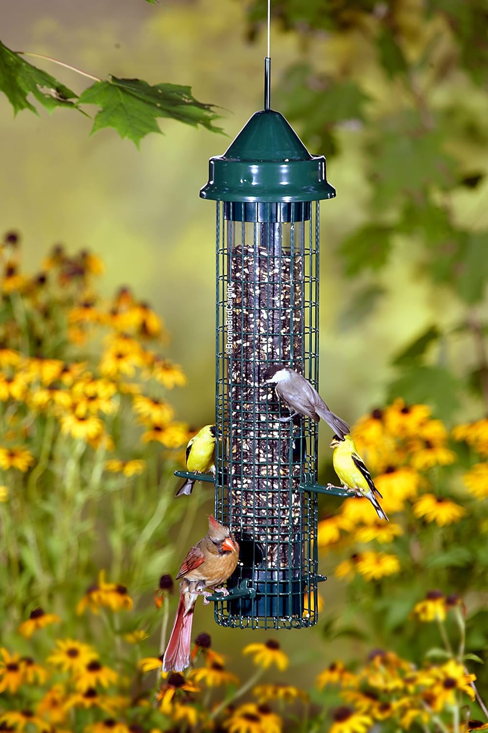 Squirrel-proof Bird Feeder with 4 Feeding Ports, 2.4-pound Seed Capacity, Pack of 2 Z765